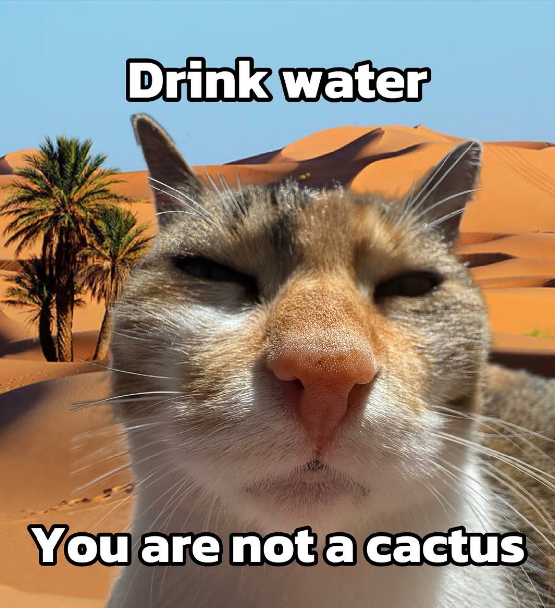 cactus.jpg